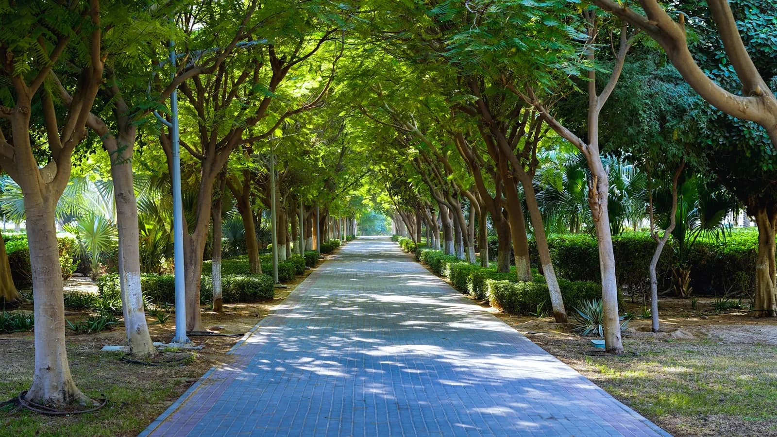 Tree-lined park path in a Jumeirah Village Circle community park