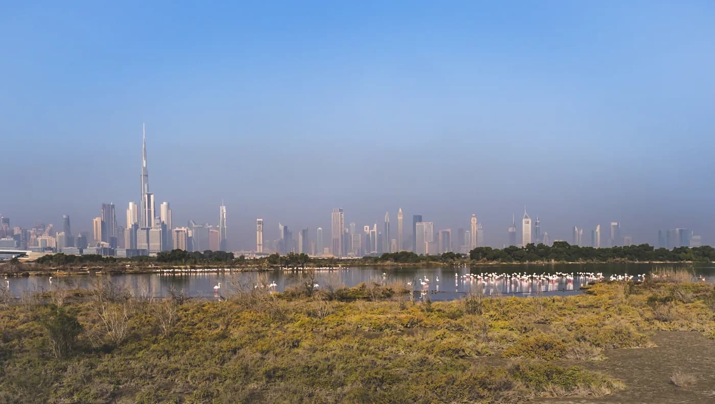 Flamingos at Ras Al Khor Wildlife Sanctuary with the Dubai skyline behind